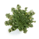 {"type":"root","children":[{"type":"paragraph","children":[{"type":"text","value":"Rosa di Gerico","bold":true}]},{"type":"paragraph","children":[{"type":"text","value":"Grazie ai benefici della rosa di Gerico, la vostra pelle sarà più radiosa che mai. Il complesso sistema di zuccheri della rosa di Gerico aiuta a rivitalizzare anche le pelli più secche trattenendo l'umidità e aumentando il metabolismo cellulare."}]}]}