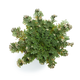 {"type":"root","children":[{"type":"paragraph","children":[{"type":"text","value":"Rosa di Gerico","bold":true},{"type":"text","value":"\n\nGrazie ai benefici della Rosa di Gerico, la vostra pelle sarà più luminosa che mai. Il complesso sistema di zuccheri della Rosa di Gerico aiuta a rivitalizzare anche la pelle più secca, trattenendo l'umidità e aumentando il metabolismo cellulare."}]}]}